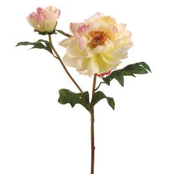 Cream/Cerise