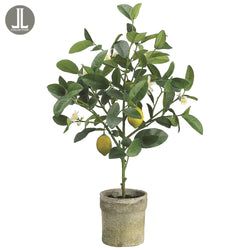 1 plant