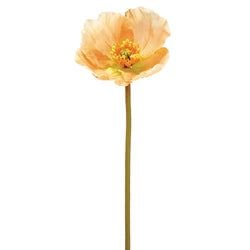 Options – Coral