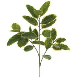 Variegated