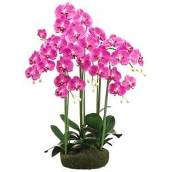 Options – 2-Tone Orchid