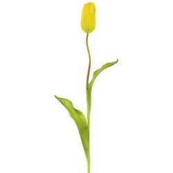 Yellow/Green