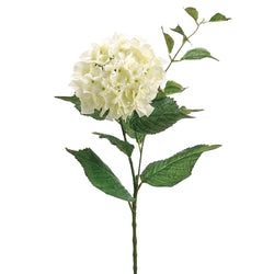 Cream/White