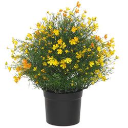 Yellow/Orange