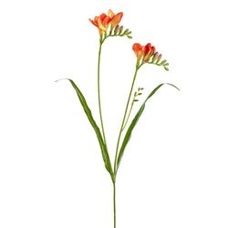 Options – Orange