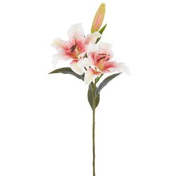 White/Rubrum