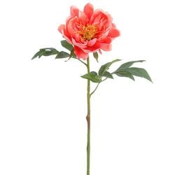 Options – Coral