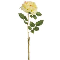 Yellow/Rose