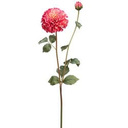 2 Tone Rose
