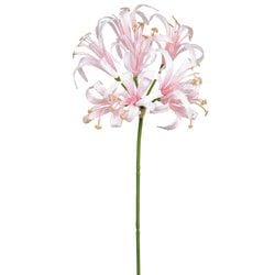 Options – Light Pink