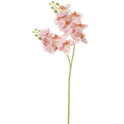 Pink/Cream