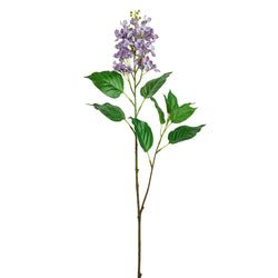 Options – Lavender