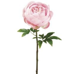 Options – Pink
