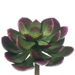 Options – Green/Burgundy