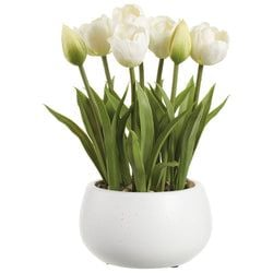 Options – White