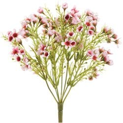 Options – Pink/Beauty
