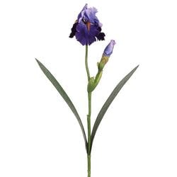 Purple/Blue