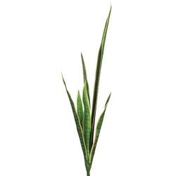 Variegated