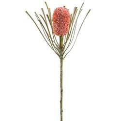 Options – Coral