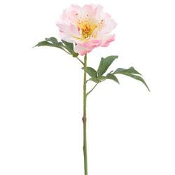 Options – Pink/Cream