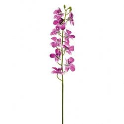 Orchid