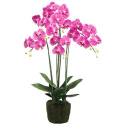 2-Tone Orchid