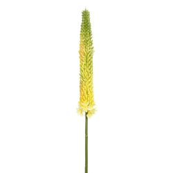 Yellow/Green