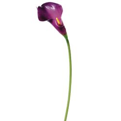 Eggplant