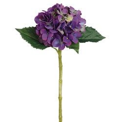 Purple/Green