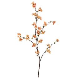 Apricot/Peach