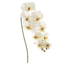 White/Yellow