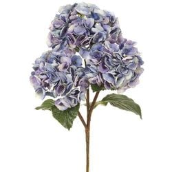 Purple/Lavender