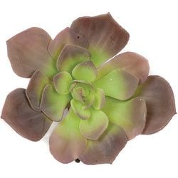 Purple/Green