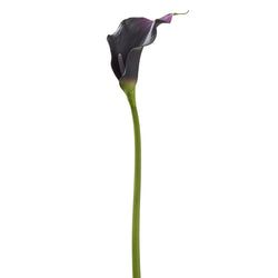 Eggplant