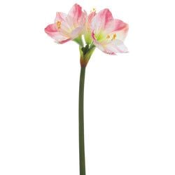 White/Pink