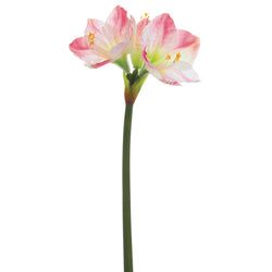 Options – White/Pink
