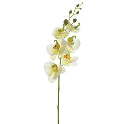 Cream/Yellow