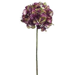 Eggplant