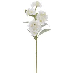 Options – Cream