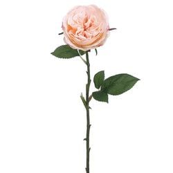 Pastel Apricot