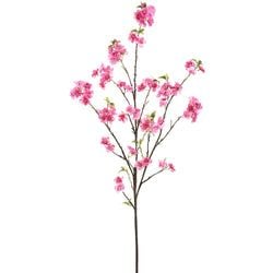 Beauty/Pink