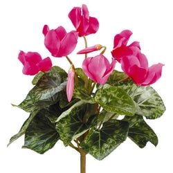 Cerise
