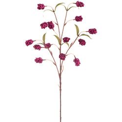 Boysenberry
