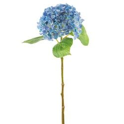 Options – Blue