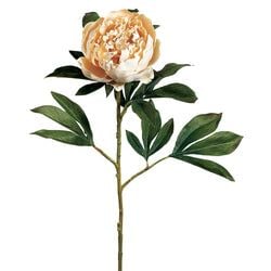 Vanilla