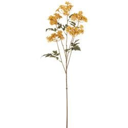 Options – Mustard