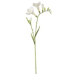 Options – Cream