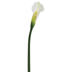 White/Green