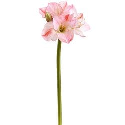 White/Pink