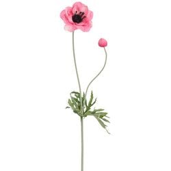 Options – Rose